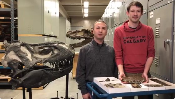 Жнец смерти: в Канаде открыли новый вид динозавров.Вокруг Света. Украина