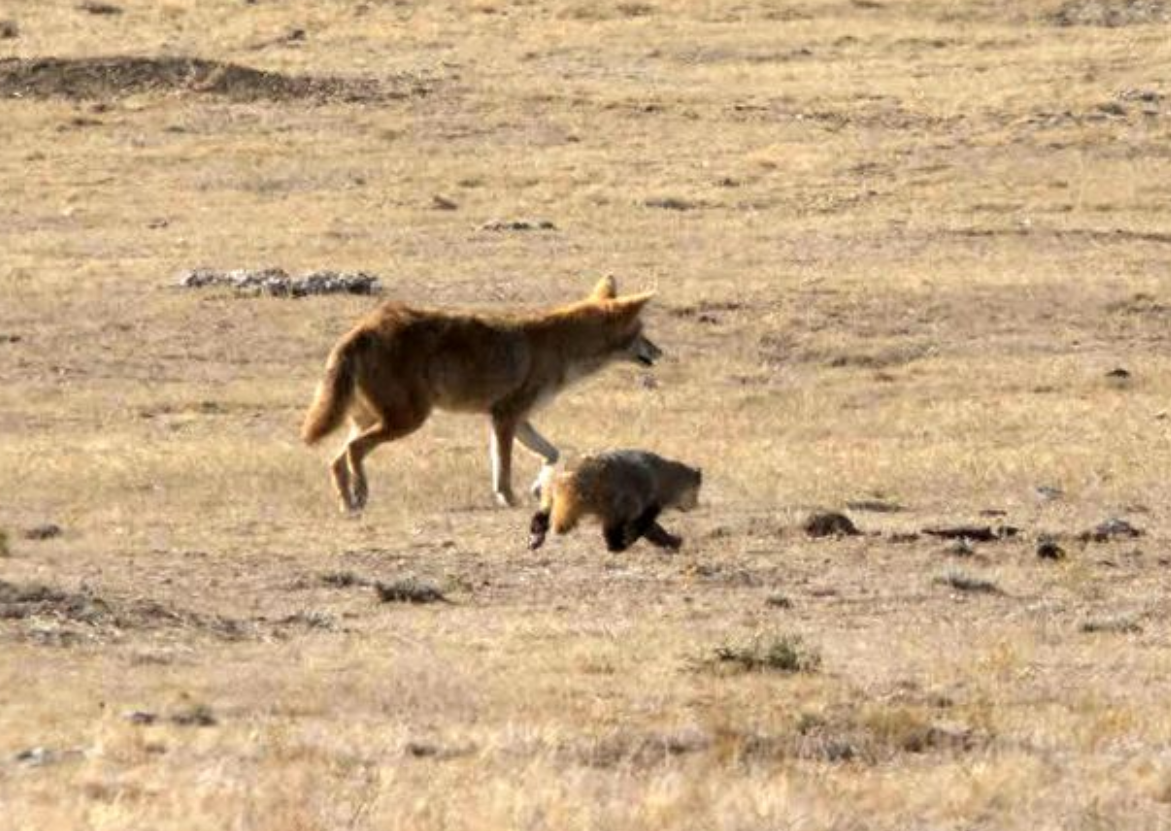 Игривый койот и медлительный барсук путешествуют вместе: забавное видео