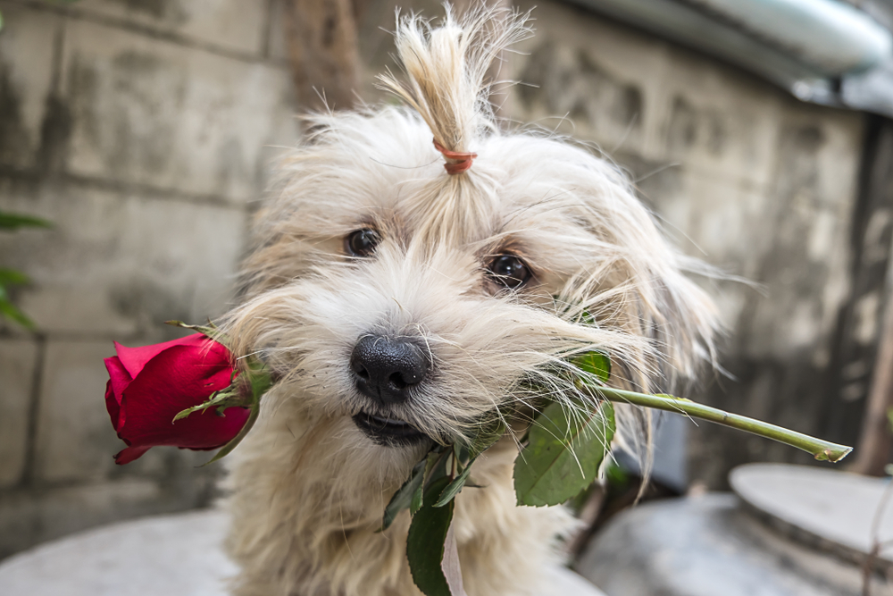 Топ-15 малоизвестных фактов о Дне святого Валентина.Вокруг Света. Украина