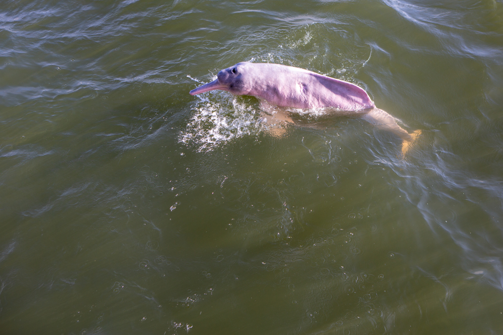 Сезон рыбалки грозит розовым дельфинам Амазонки истреблением.Вокруг Света. Украина