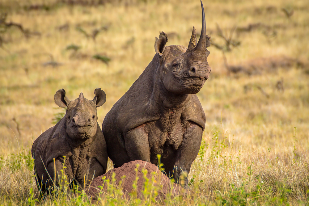 Носороги Кении беззащитны перед устойчивыми к антибиотикам бактериями.Вокруг Света. Украина