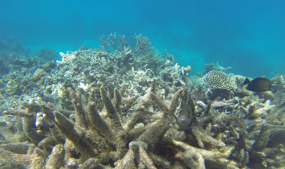 На Большом Барьерном рифе вновь обесцвечиваются кораллы.Вокруг Света. Украина
