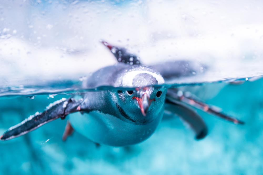 Ученые обнаружили, что пингвины издают звуки под водой.Вокруг Света. Украина