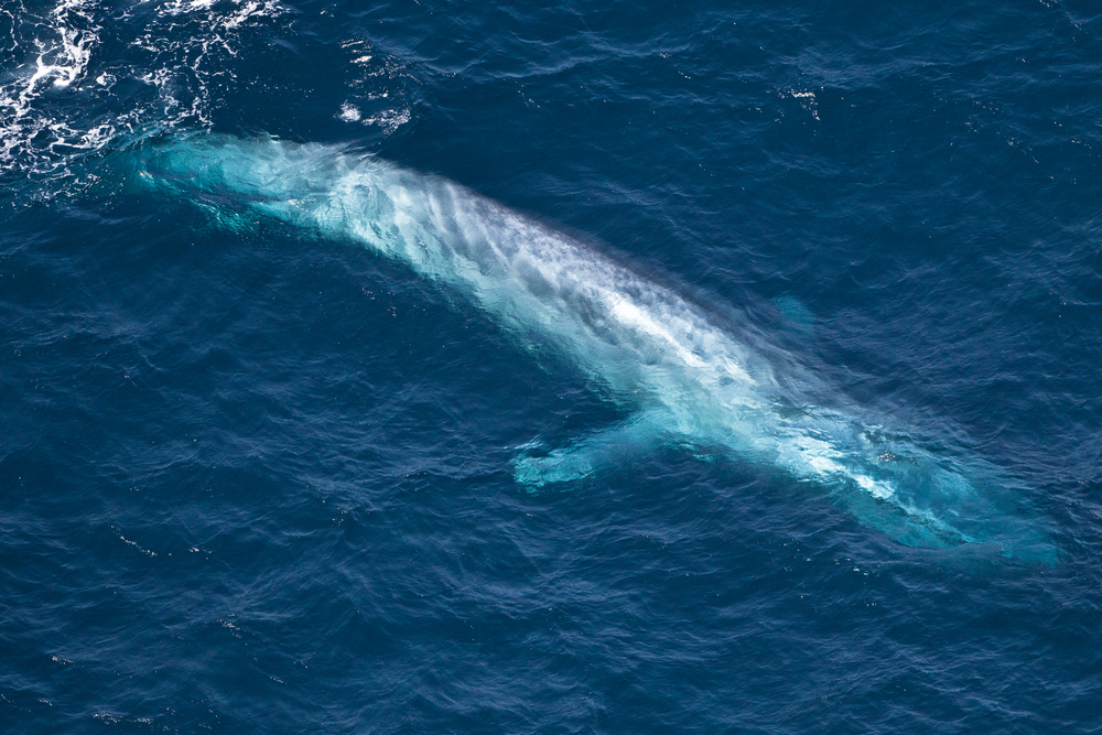В Южной Атлантике замечено огромное скопление синих китов.Вокруг Света. Украина