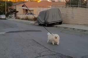 Мужчина выгулял собаку дистанционно с помощью беспилотника (видео)