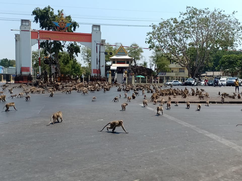 Кормить некому: сотни голодных обезьян бродят по улицам Таиланда (видео).Вокруг Света. Украина