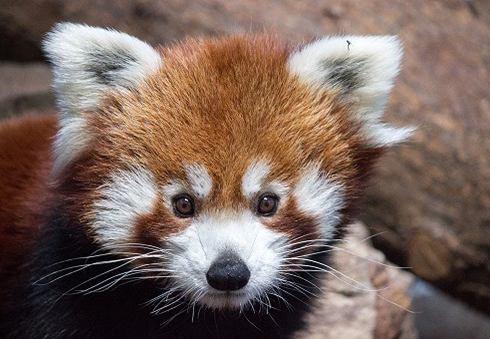 В американском зоопарке внезапно умер самец красной панды.Вокруг Света. Украина