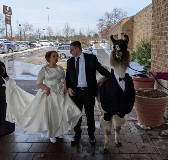 Американец пришел на свадьбу сестры с ламой