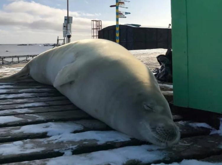На украинскую антарктическую станцию заглянул огромный тюлень.Вокруг Света. Украина