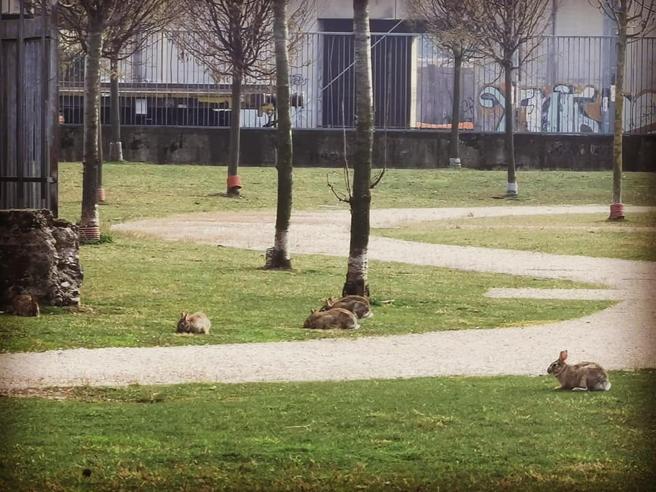 Пустые парки Милана заполонили зайцы
