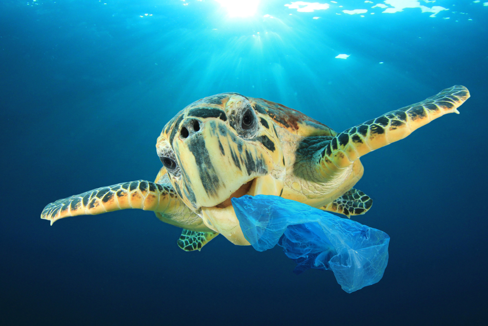 Почему морские черепахи путают пластик с едой? – исследование