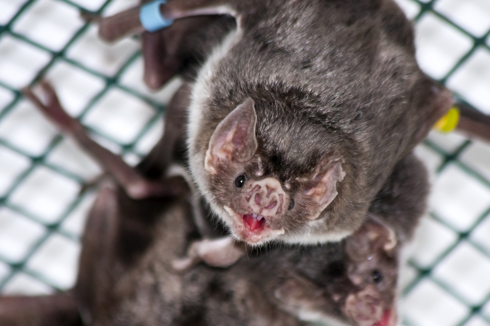 Летучие мыши-вампиры делятся кровью с незнакомцами.Вокруг Света. Украина