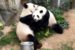 В зоопарке Гонконга панды спарились благодаря карантину
