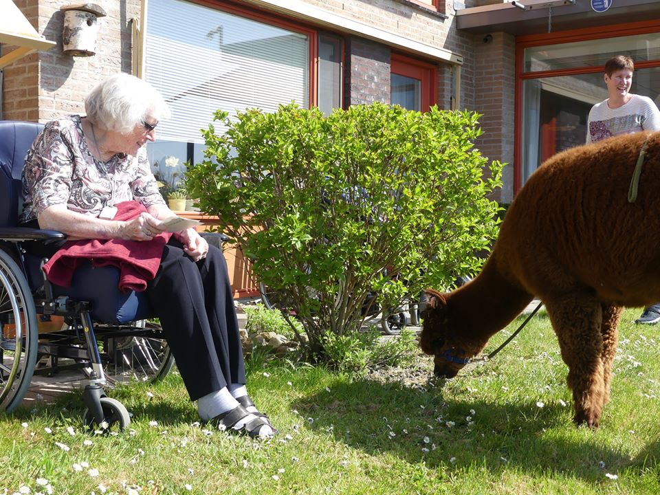 В Нидерландах альпака приходят в гости к пенсионерам