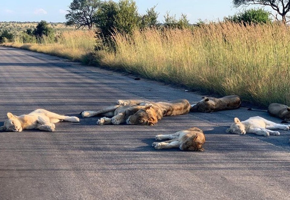 Львы вздремнули на опустевшей дороге: фото.Вокруг Света. Украина