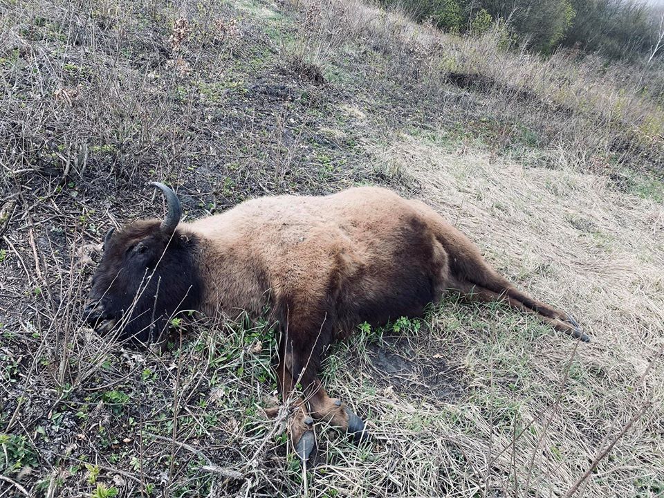 В Сумской области убили самку краснокнижного зубра