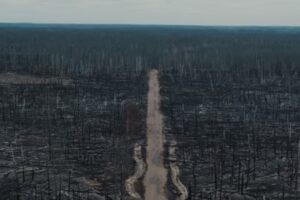 Абсолютный апокалипсис: чернобыльские леса после пожаров