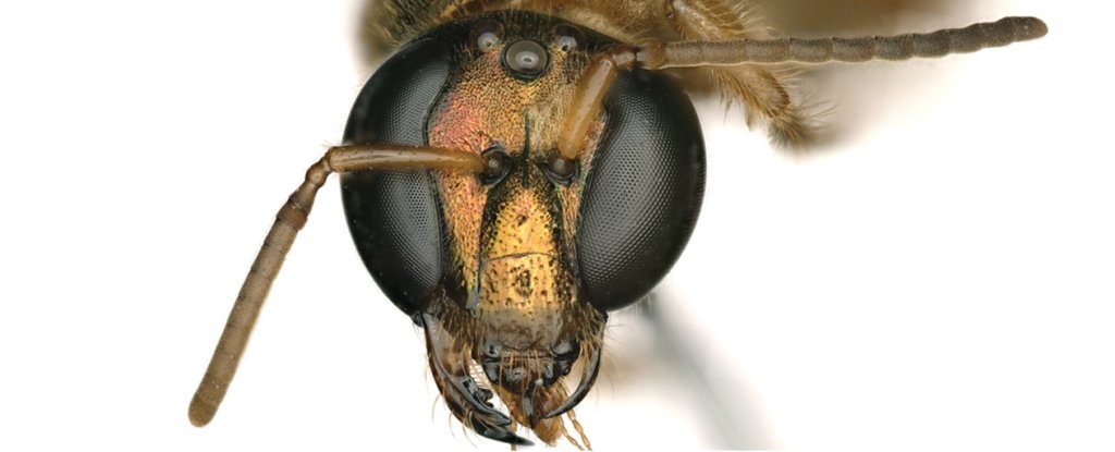 Найдена пчела, у которой одна половина тела женская, а другая - мужская.Вокруг Света. Украина