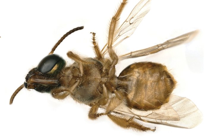 пчела-гинандроморф