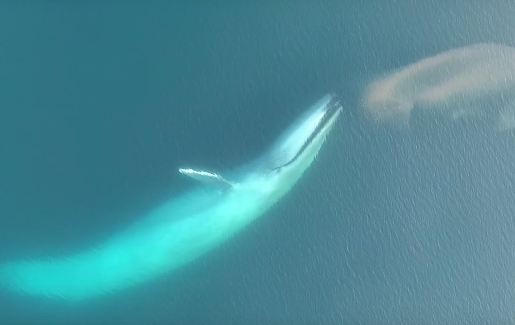 Тонна криля за раз: ученые запечатлели, как кормится синий кит