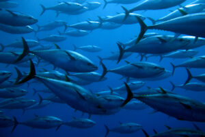 Ученые нашли доказательства, что глубоководные рыбы тоже мигрируют