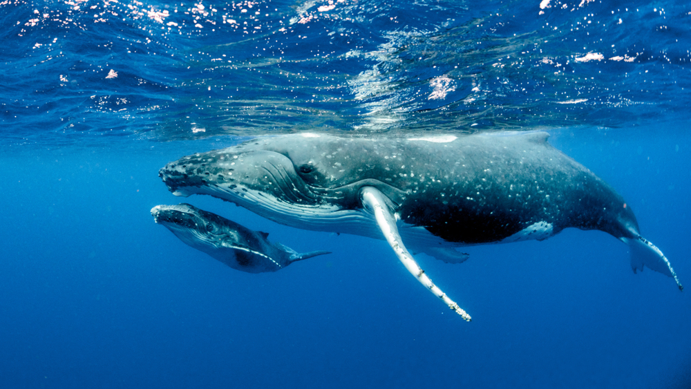 Самка горбатого кита кормит своего детеныша: редкие кадры.Вокруг Света. Украина