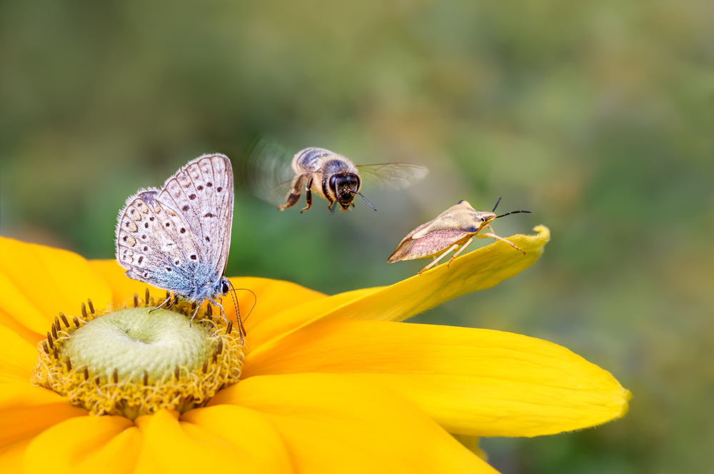 За 30 лет численность насекомых планеты сократилась на четверть.Вокруг Света. Украина