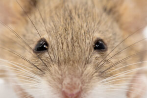 Мыши меняют выражение мордочки в зависимости от настроения