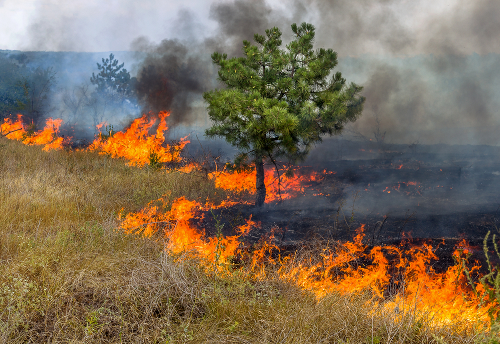 В Украине за поджог травы будут штрафовать на десятки тысяч гривен