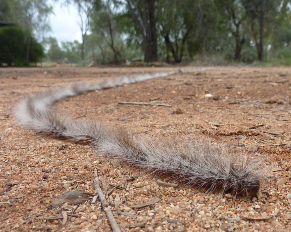 В Австралии сняли 7-метровую процессию мохнатых гусениц: видео.Вокруг Света. Украина