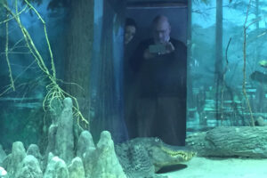 В московском зоопарке умер крокодил Гитлера