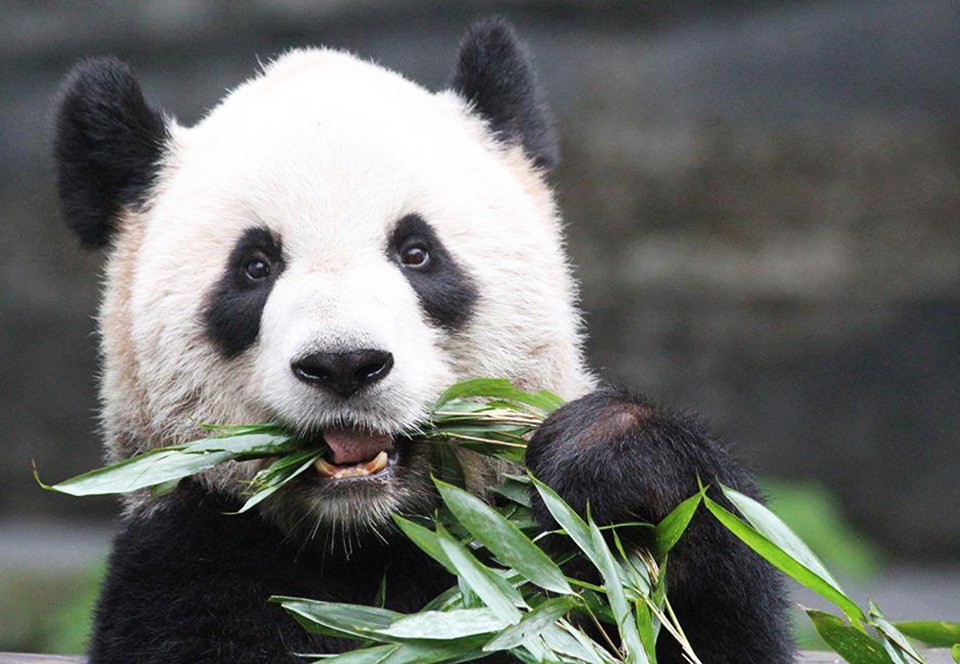 Канадский зоопарк вернет панд Китаю: их нечем кормить.Вокруг Света. Украина