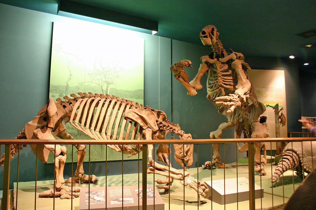 Древние гигантские ленивцы отравились собственными фекалиями.Вокруг Света. Украина