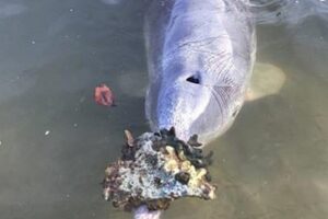 В Австралии дельфин приносит к берегу подарки, чтобы вернулись туристы