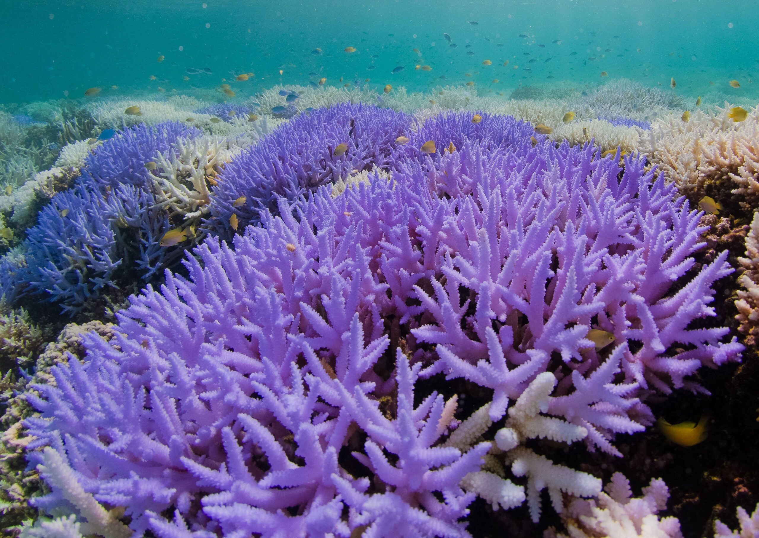 Кораллы вырабатывают собственный «солнцезащитный крем»