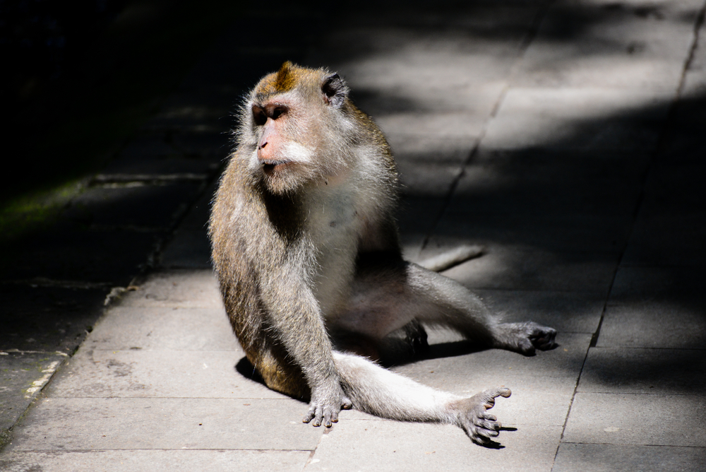 В Индии обезьяна взломала банкомат