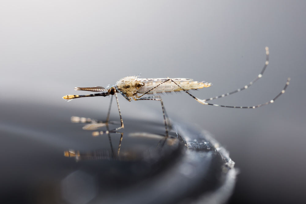 Опустевшие бассейны на Ибице стали рассадником опасных комаров.Вокруг Света. Украина