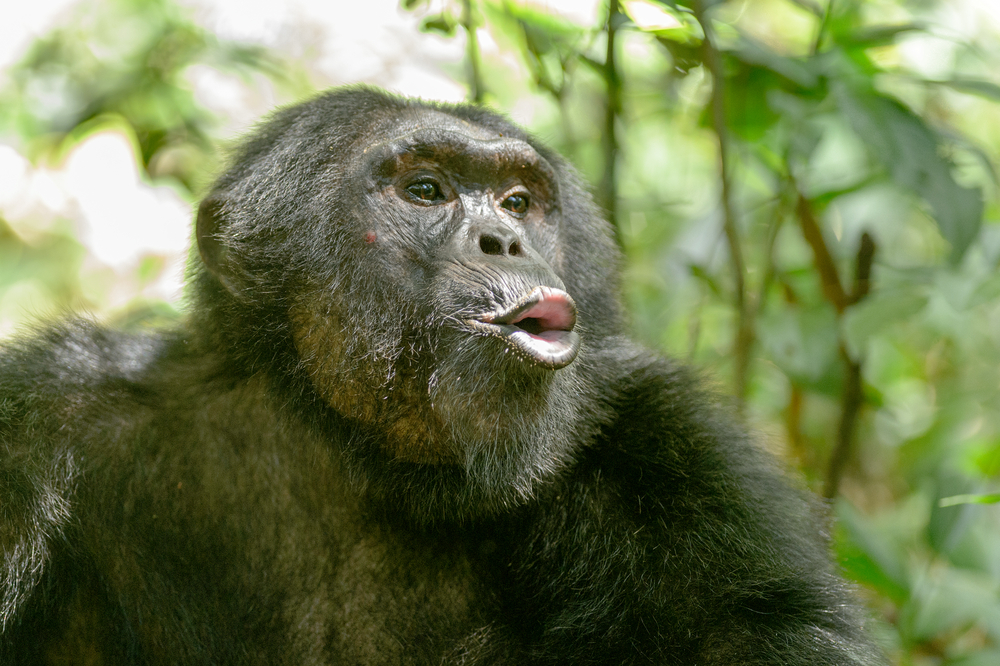 При общении шимпанзе двигают губами с той же скоростью, что и люди
