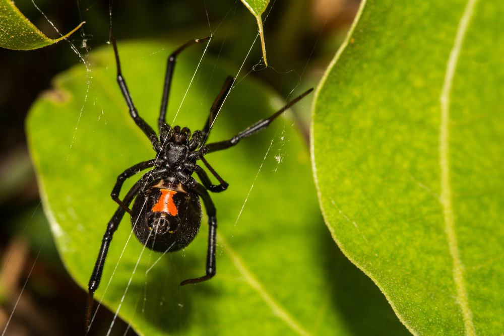В Боливии дети заставили ядовитого паука покусать их в надежде получить суперсилу.Вокруг Света. Украина