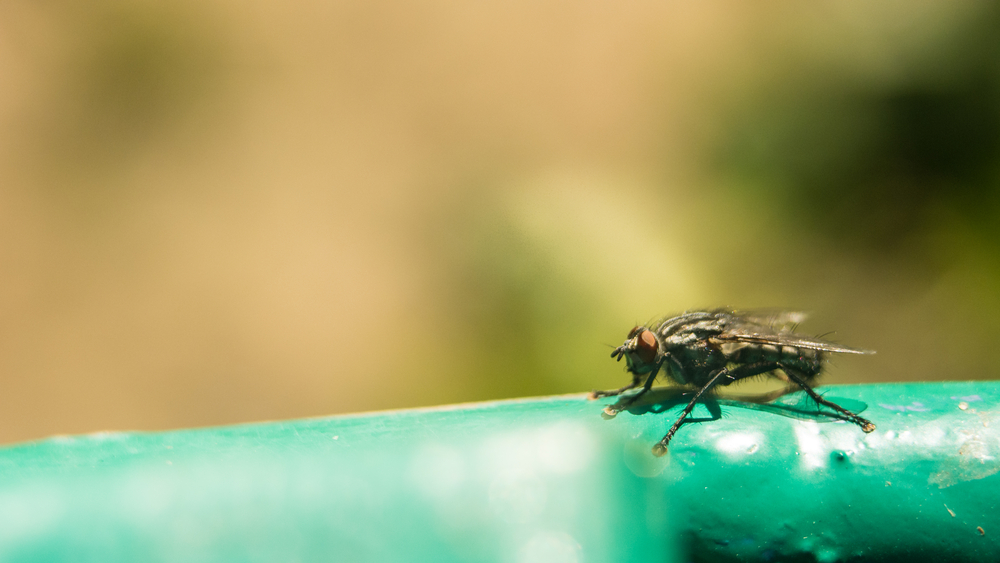 фтография муха цеце