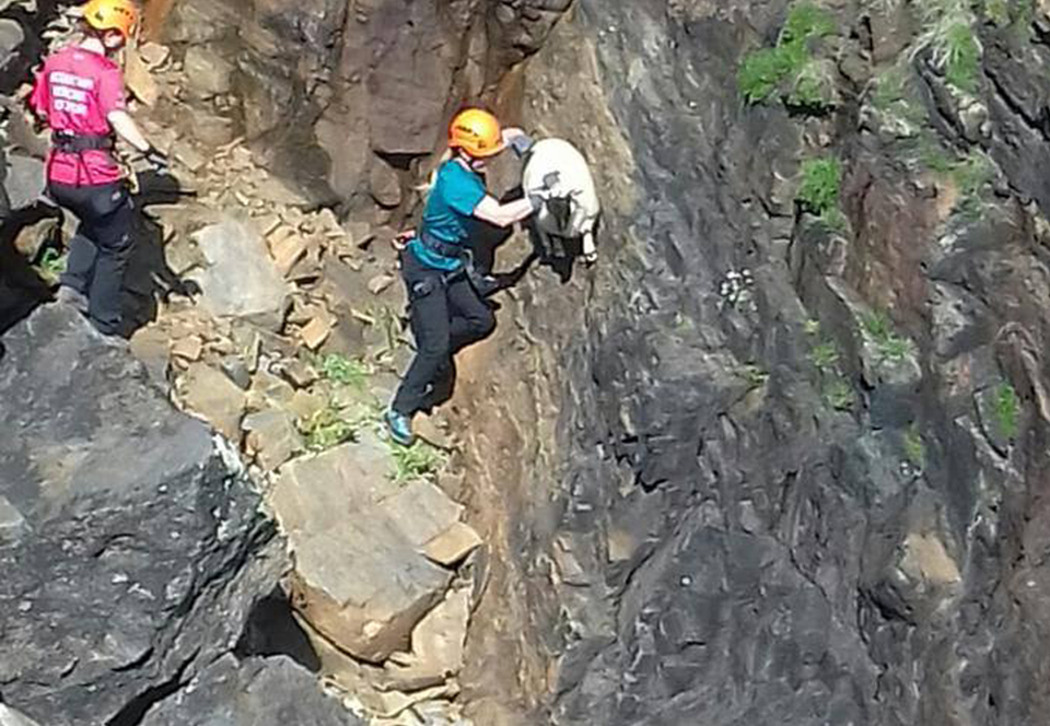В Шотландии спасли ягненка, упавшего в горное ущелье.Вокруг Света. Украина