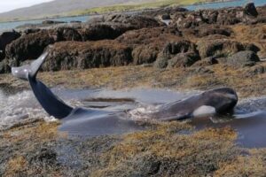 В Шотландии три дня спасали китов-пилотов, застрявших на мелководье