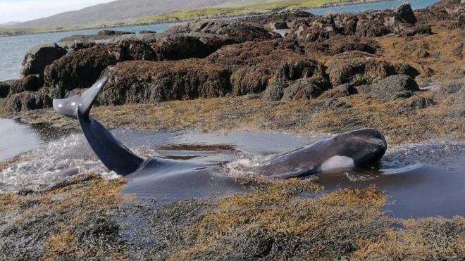 В Шотландии три дня спасали китов-пилотов, застрявших на мелководье