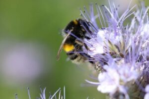 В Британии на фермах выращивают цветы специально для шмелей и пчел