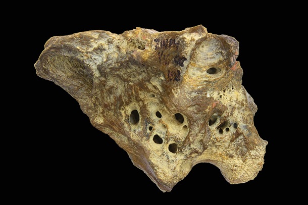 Палеонтологи реконструировали череп анкилозавра.Вокруг Света. Украина