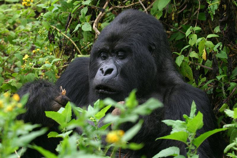 В заповеднике Уганды браконьеры убили редкую гориллу  .Вокруг Света. Украина