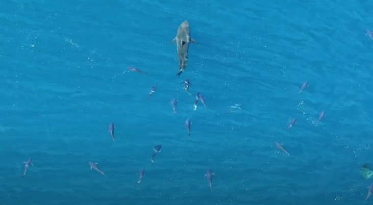 В Мексике стая тунца гонялась за большой белой акулой: видео.Вокруг Света. Украина