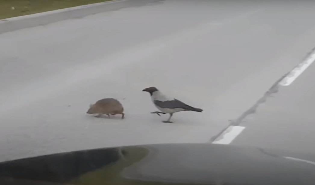 Необычная сцена: ворона переводит ежика через дорогу