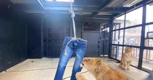 Японский зоопарк продает джинсы, порванные львами