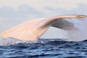 У берегов Австралии заметили легендарного белого кита